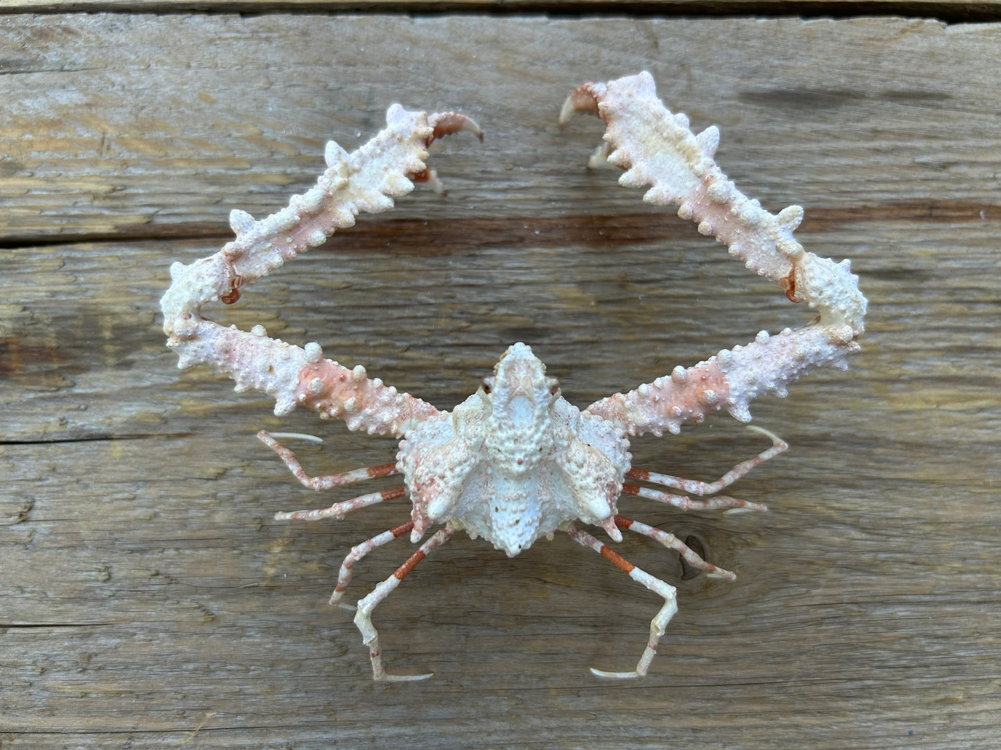 Elbow Crab