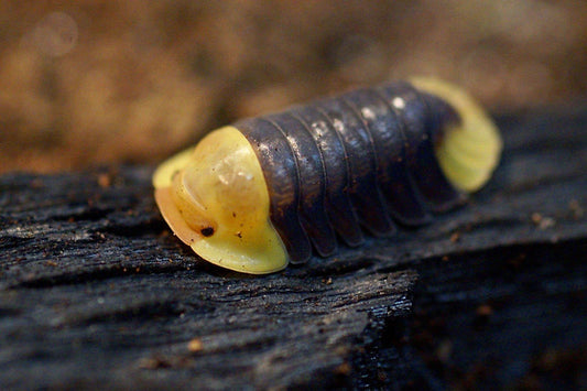 Cubaris Sp "Rubber Ducky"