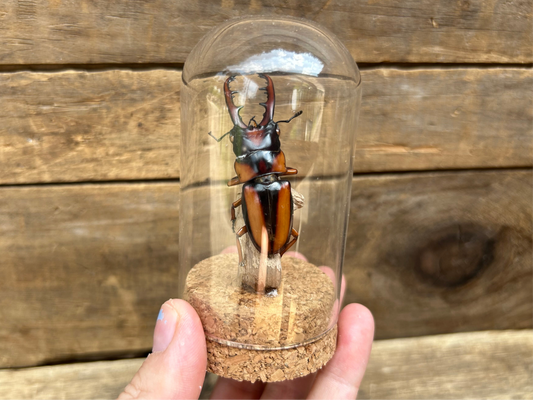 Stag Beetle Display