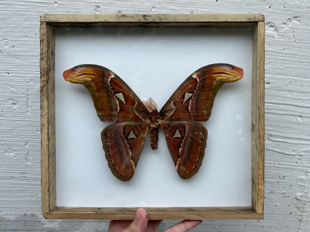 Framed Atlas Moth