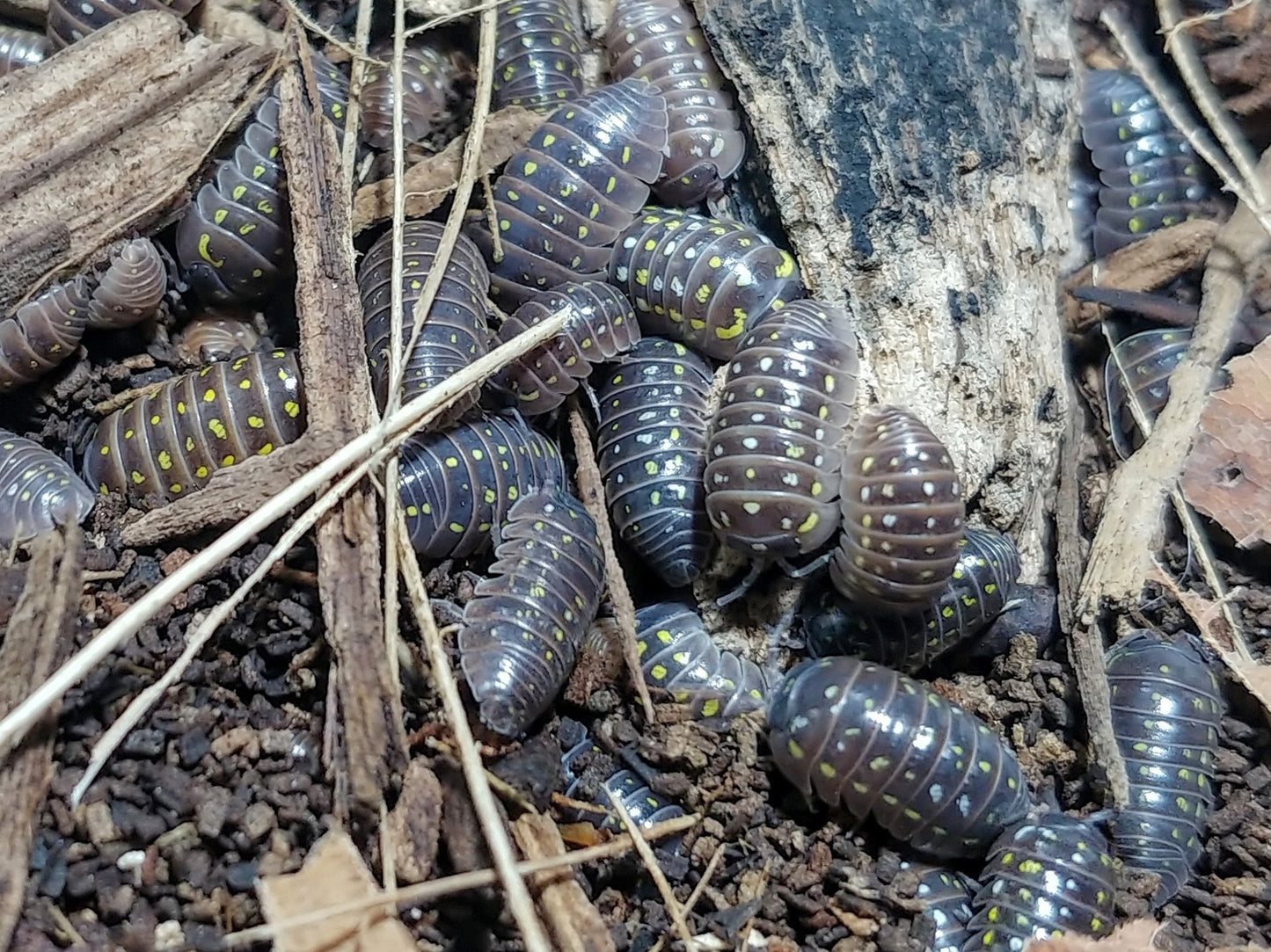 Armadillidium frontetriangulum