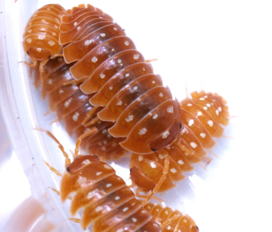 Armadillidium klugii " Orange Montenegro"