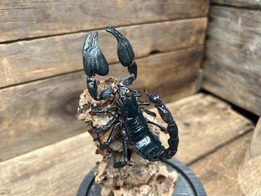 Blue Forest Scorpion Display