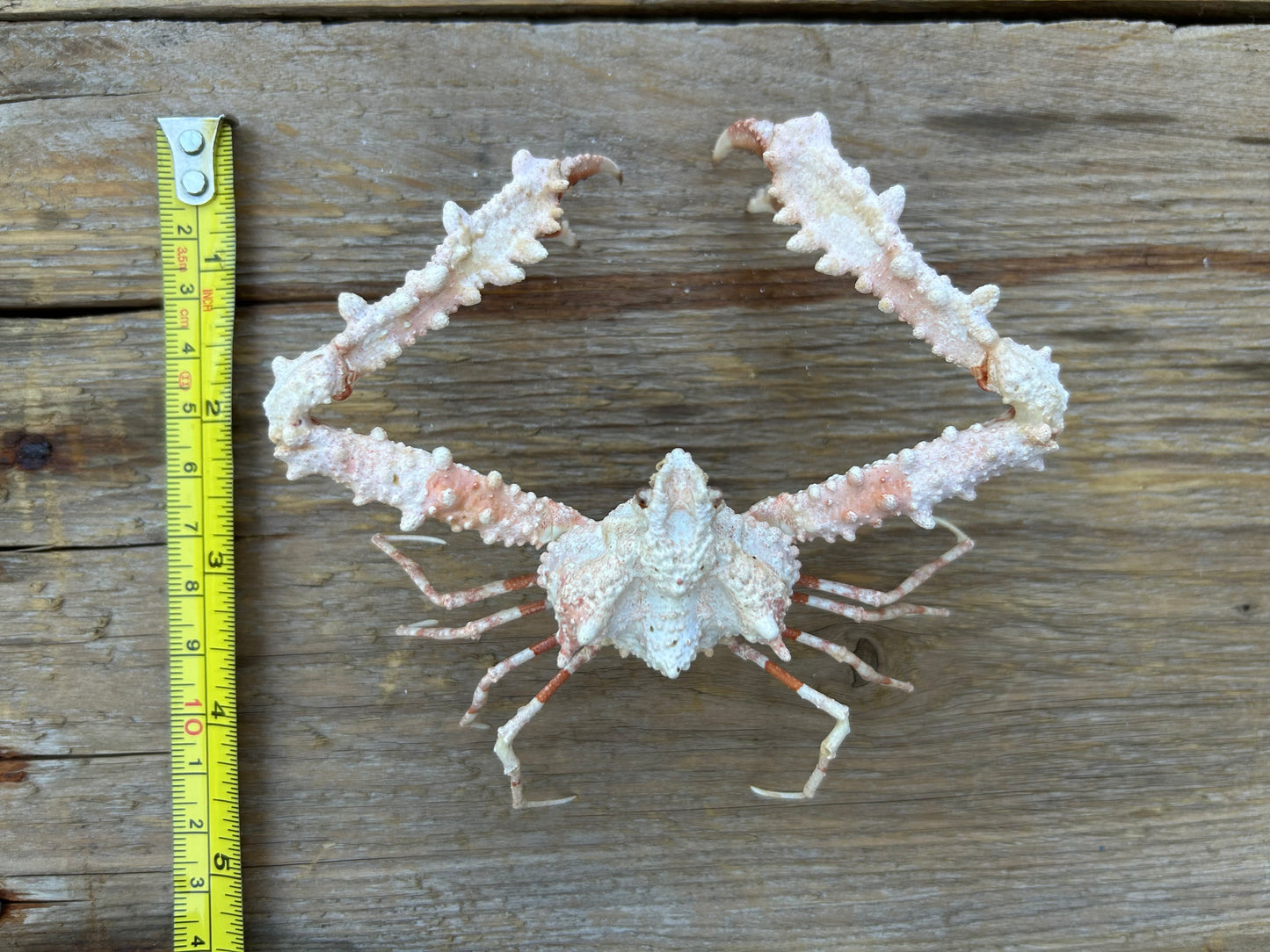 Elbow Crab