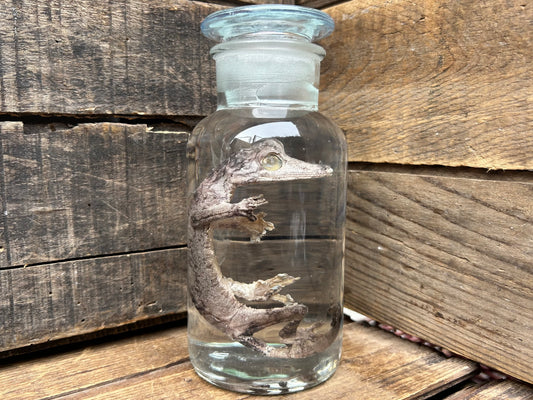 Leaf-Tailed Gecko Wet Specimen