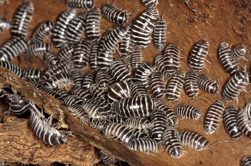 Armadillidium maculatum "zebra"