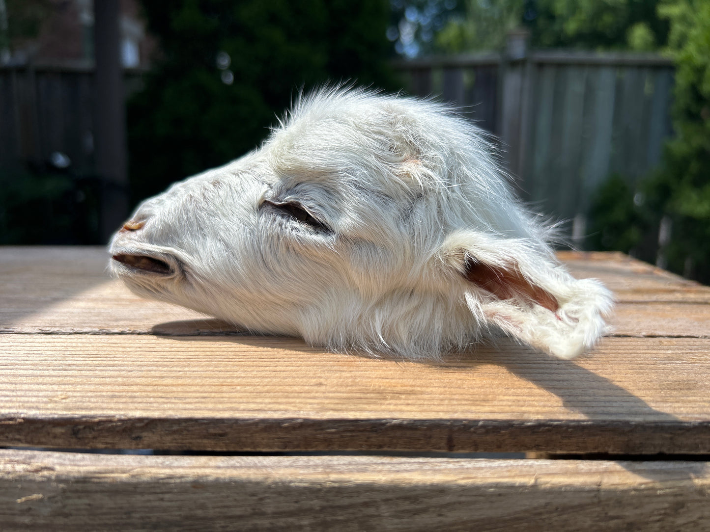 Mummified Goat Head - White (3)