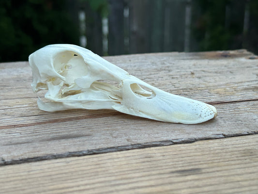 Duck Skull