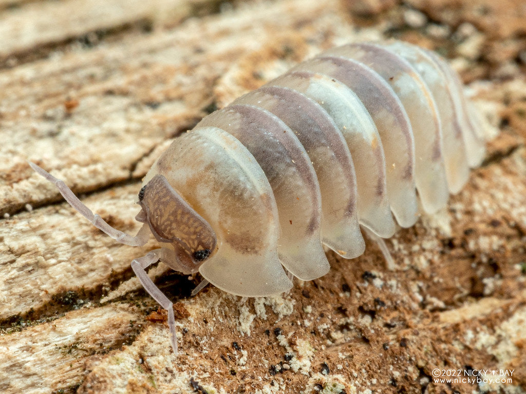 Armadillidium c.f. espanyoli "marbelized"