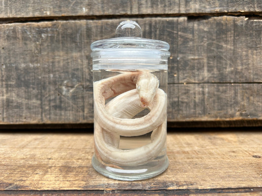 Fetal Boa Wet Specimen