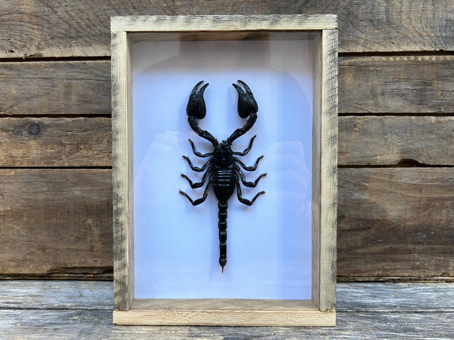 Framed Blue Forest Scorpion