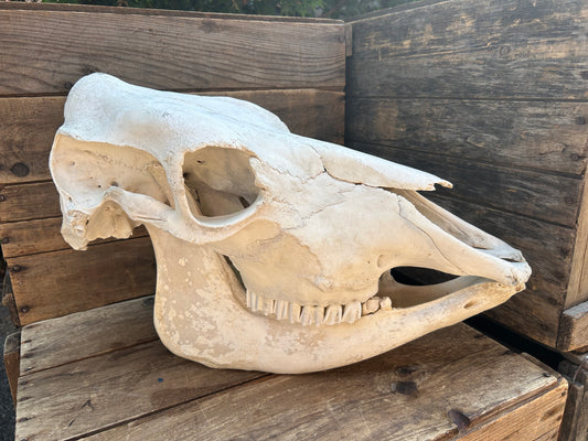 Cow Skull