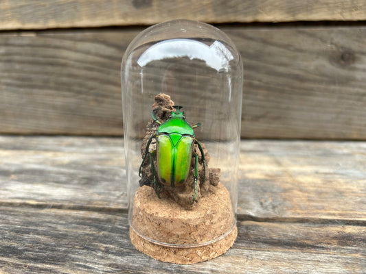 Beetle Display