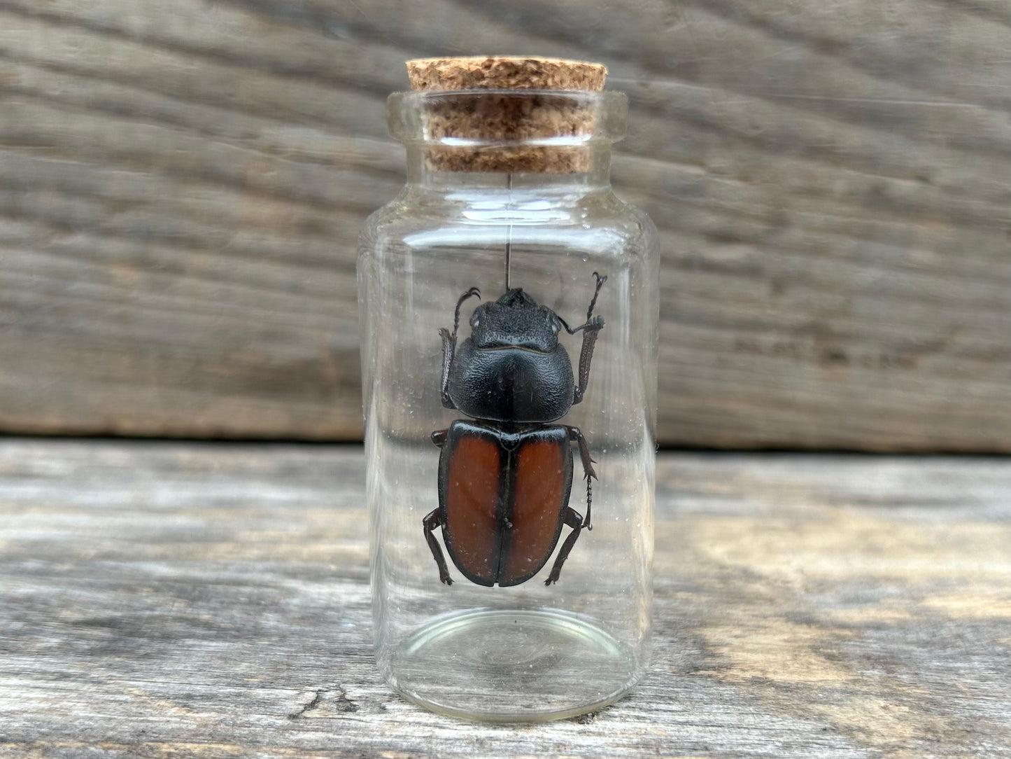 Beetle Display