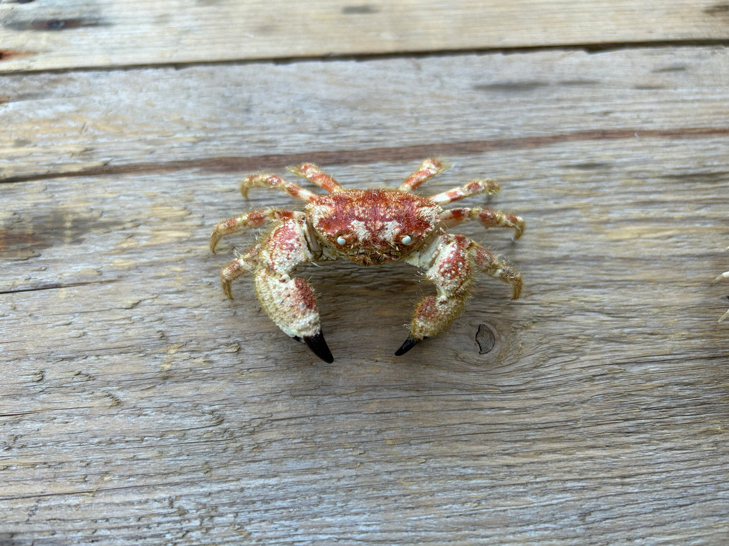 Pseudozioid Crab