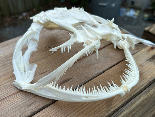 Anglerfish Skull