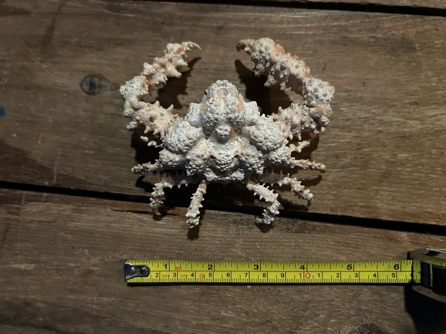 Lithodid Crab