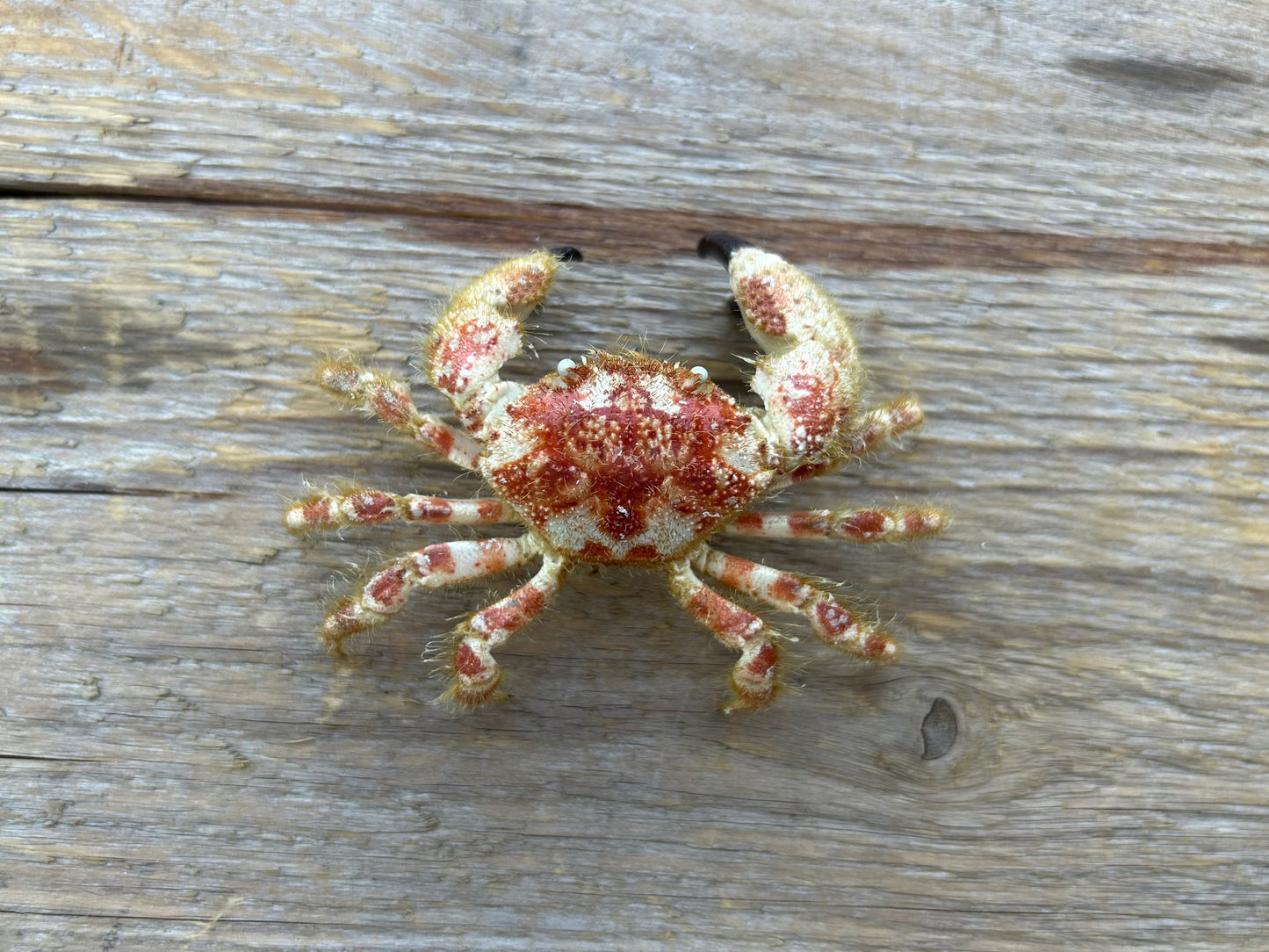 Pseudozioid Crab