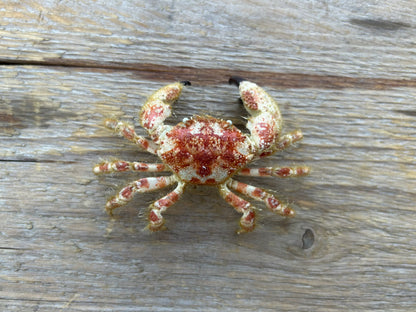 Pseudozioid Crab