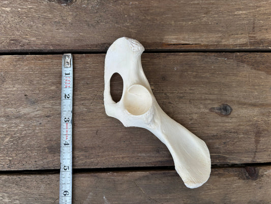 Pelvis - Large (1/2)