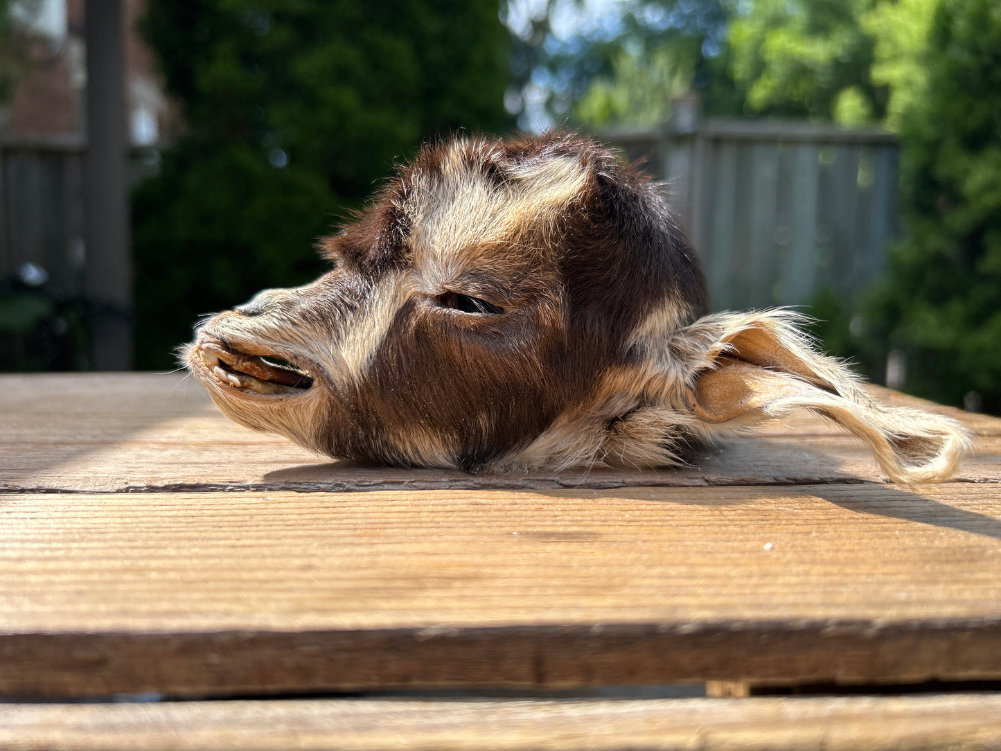 Mummified Goat Head - Brown and White