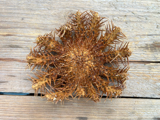 Crown of Thorns