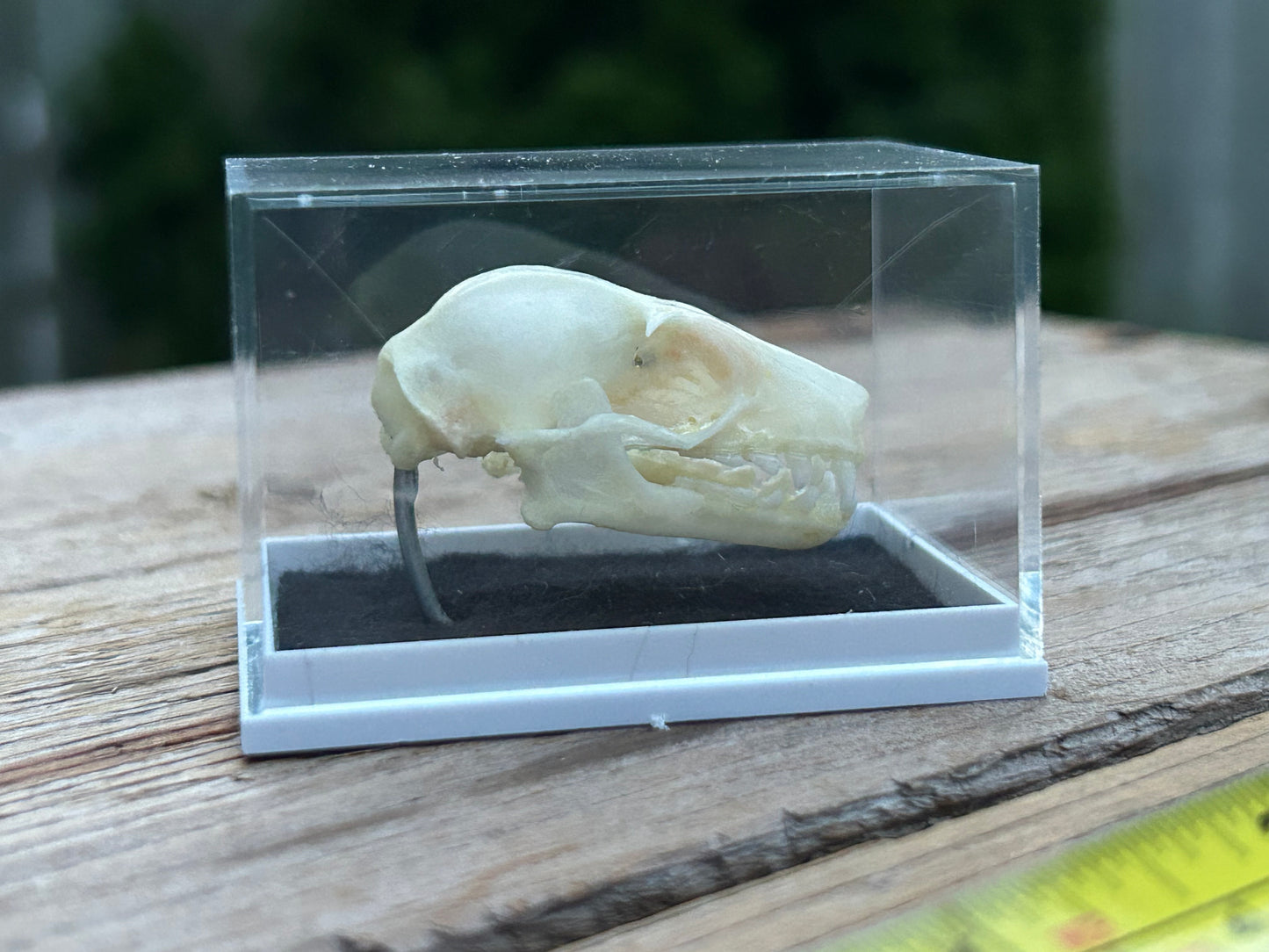 Bat Skulls in Display