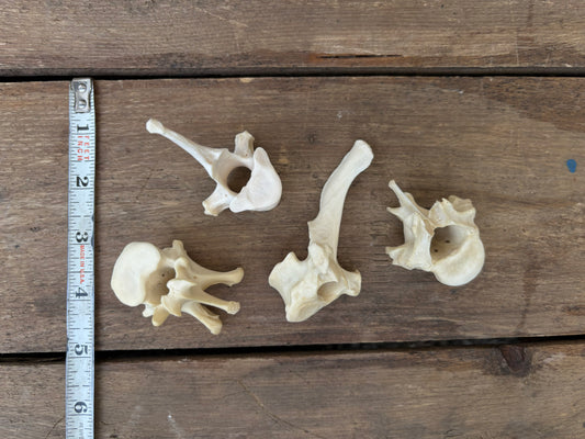 Assorted Vertebrae - Medium