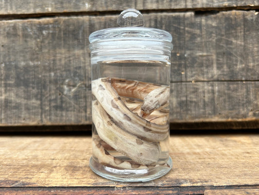 Fetal Boa Wet Specimen