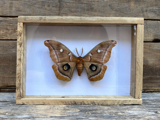Framed Polyphemus Moth