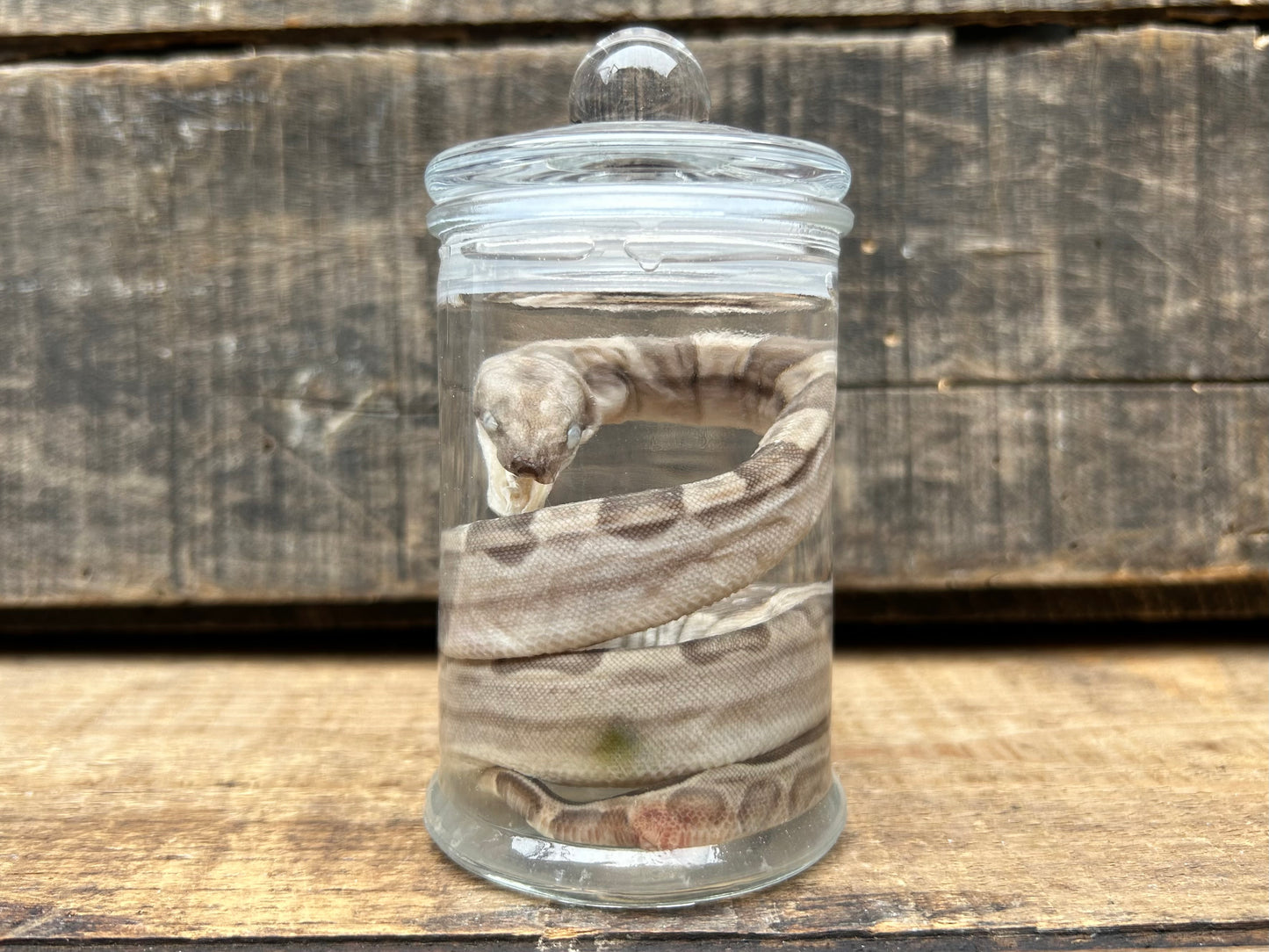 Fetal Boa Wet Specimen