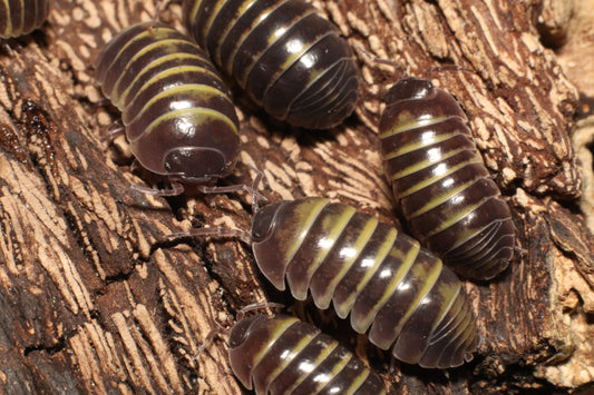 Armadillidium badium "Castledaccia"