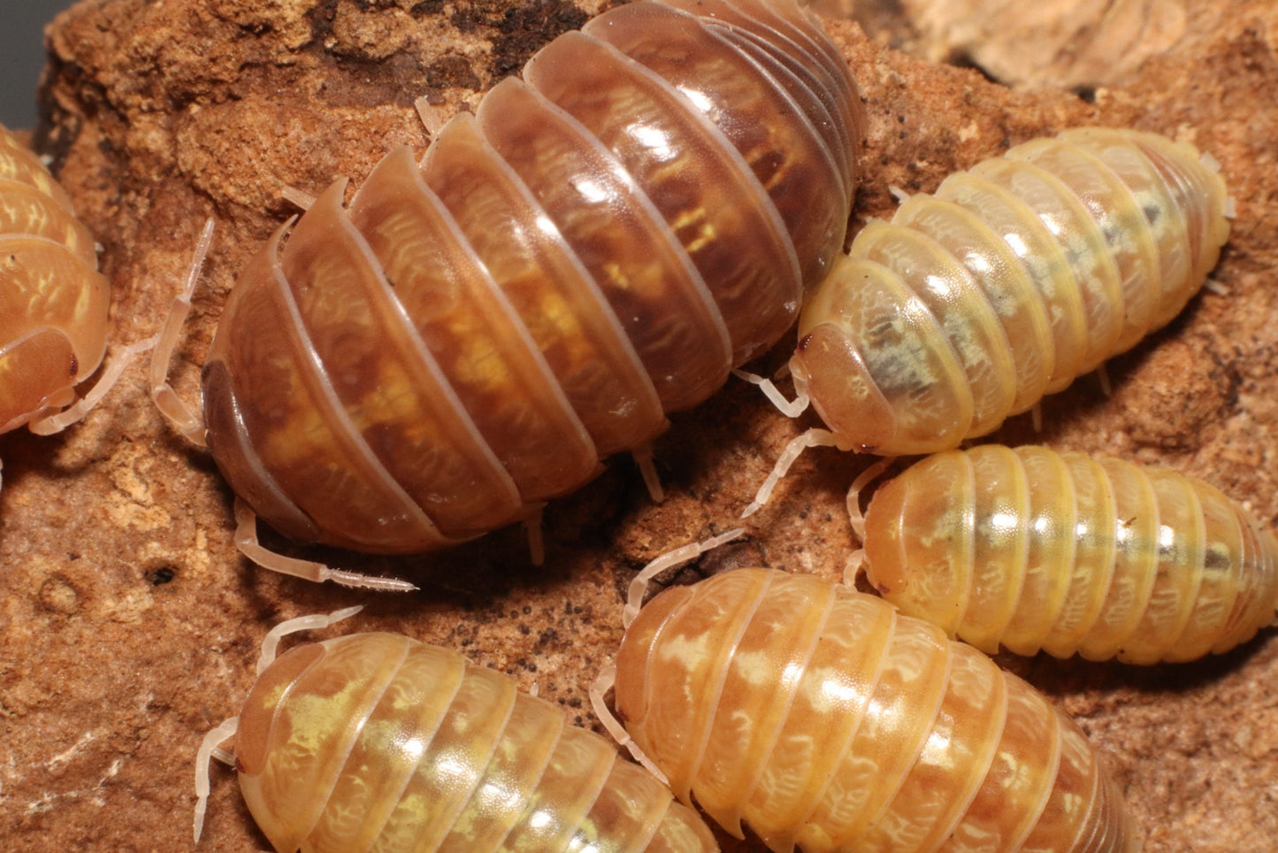 Armadillidium vulgare "T+ Albino"