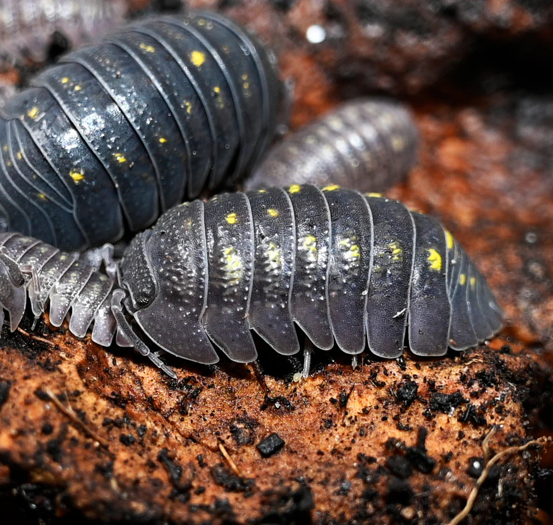 Armadillidium granulatum