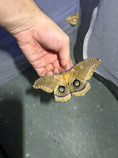 Polyphemus Moths (Folded)