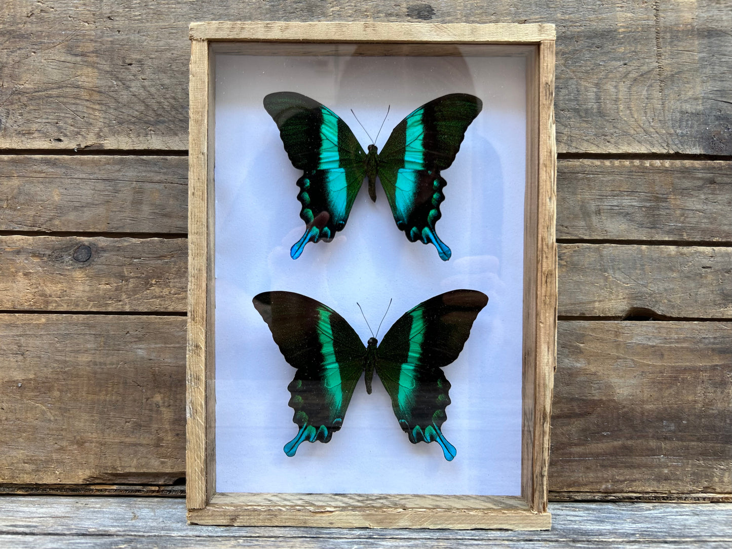 Framed Peacock Swallowtails