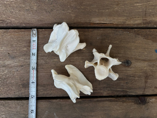 Assorted Vertebrae - Large