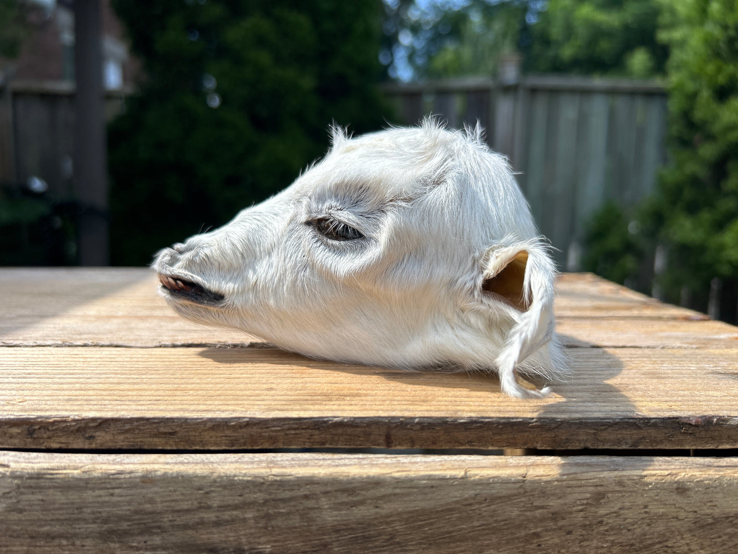 Mummified Goat Head - White (4)