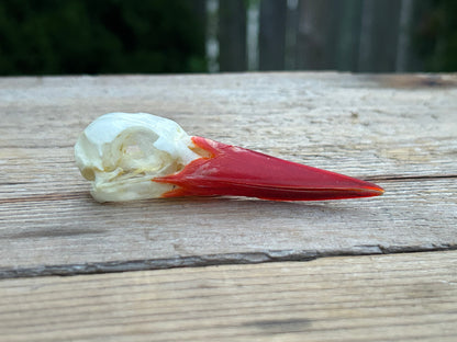 Kingfisher Skulls