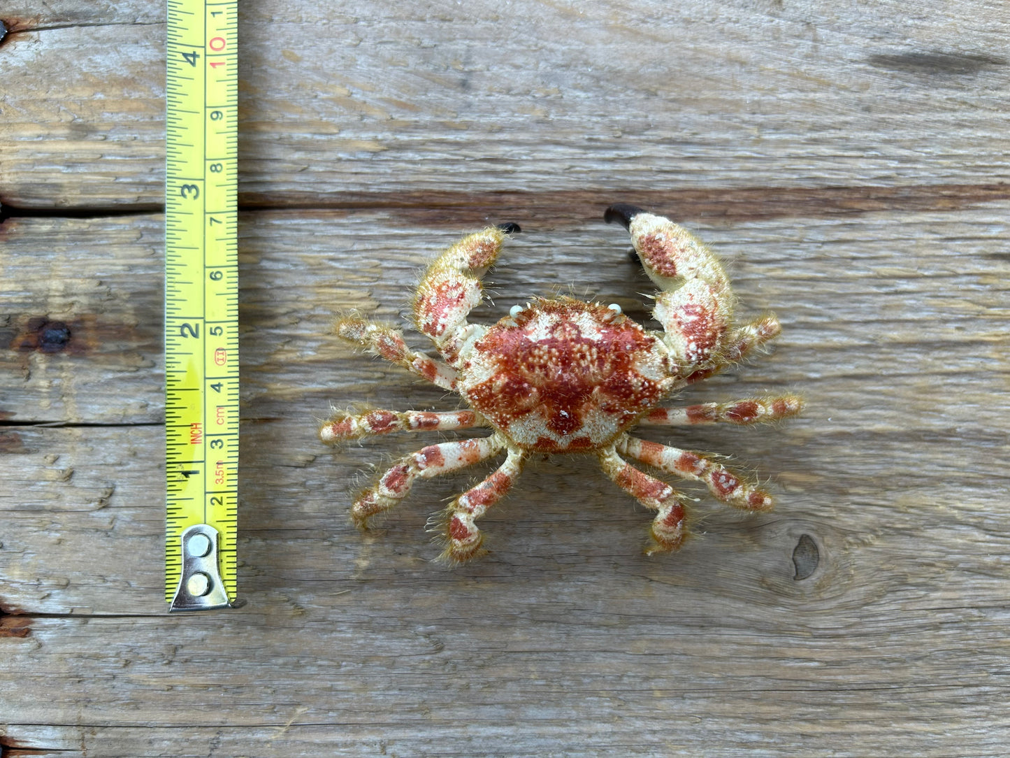 Pseudozioid Crab