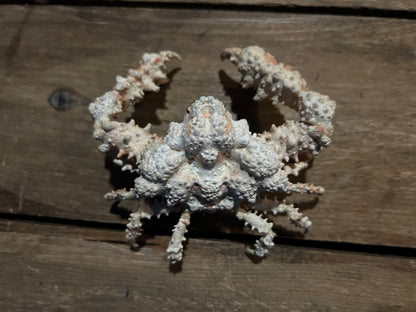 Lithodid Crab