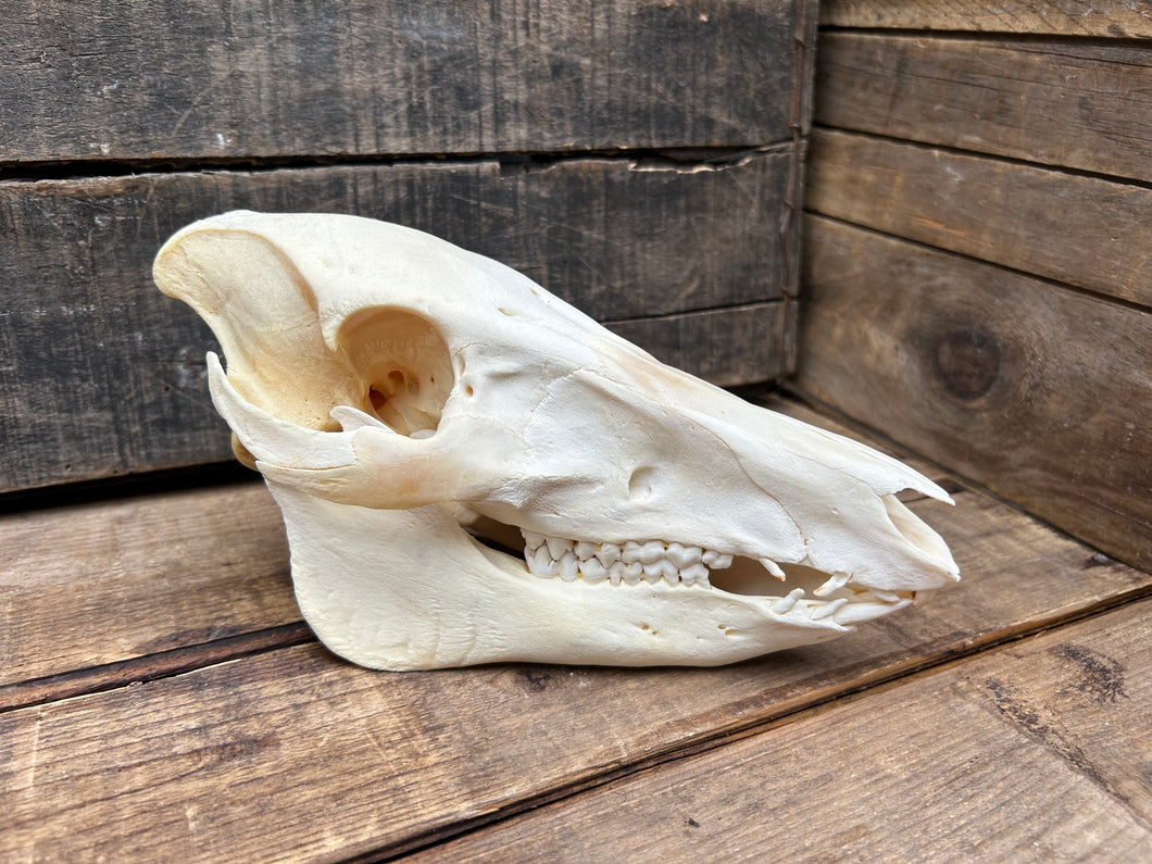 Wild Boar Skull - Juvenile
