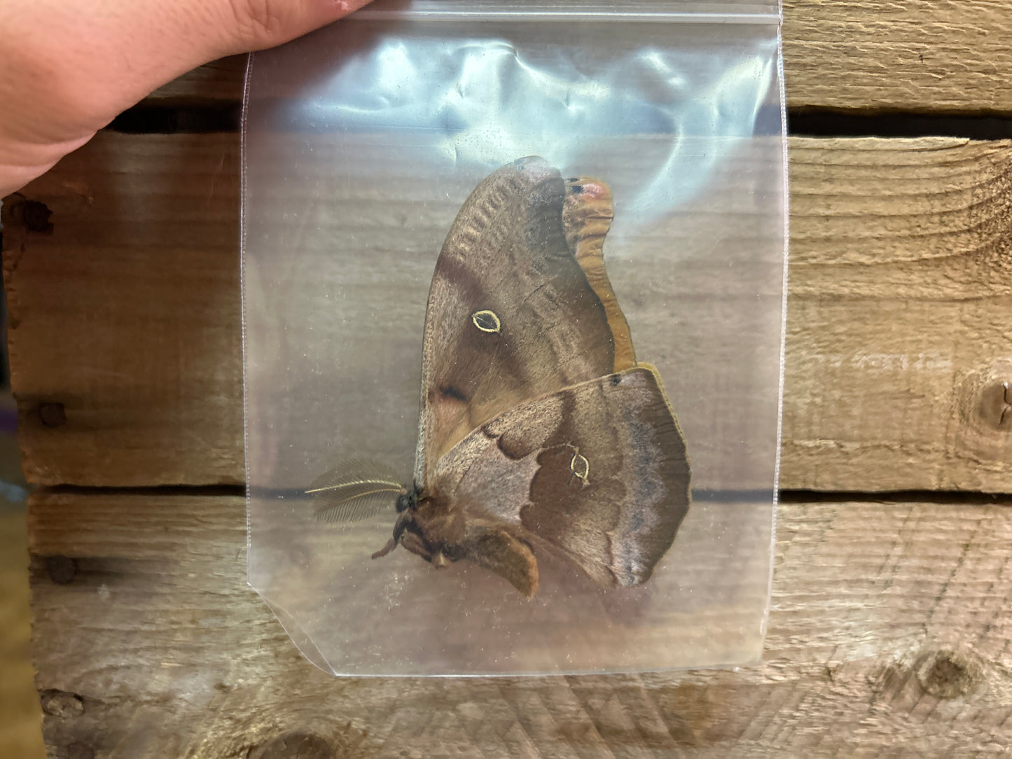 Polyphemus Moths (Folded)