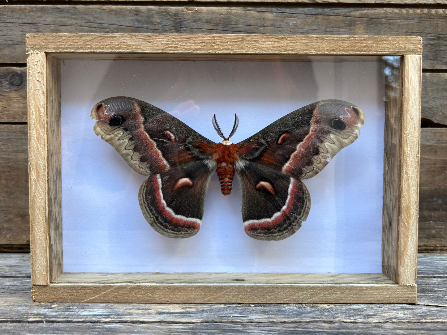 Framed Cecropia Moth