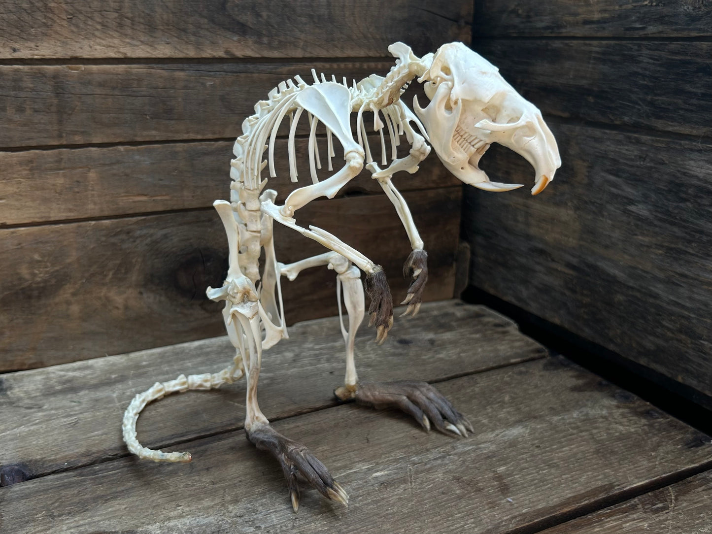 Muskrat Skeleton