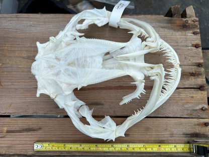 Anglerfish Skull