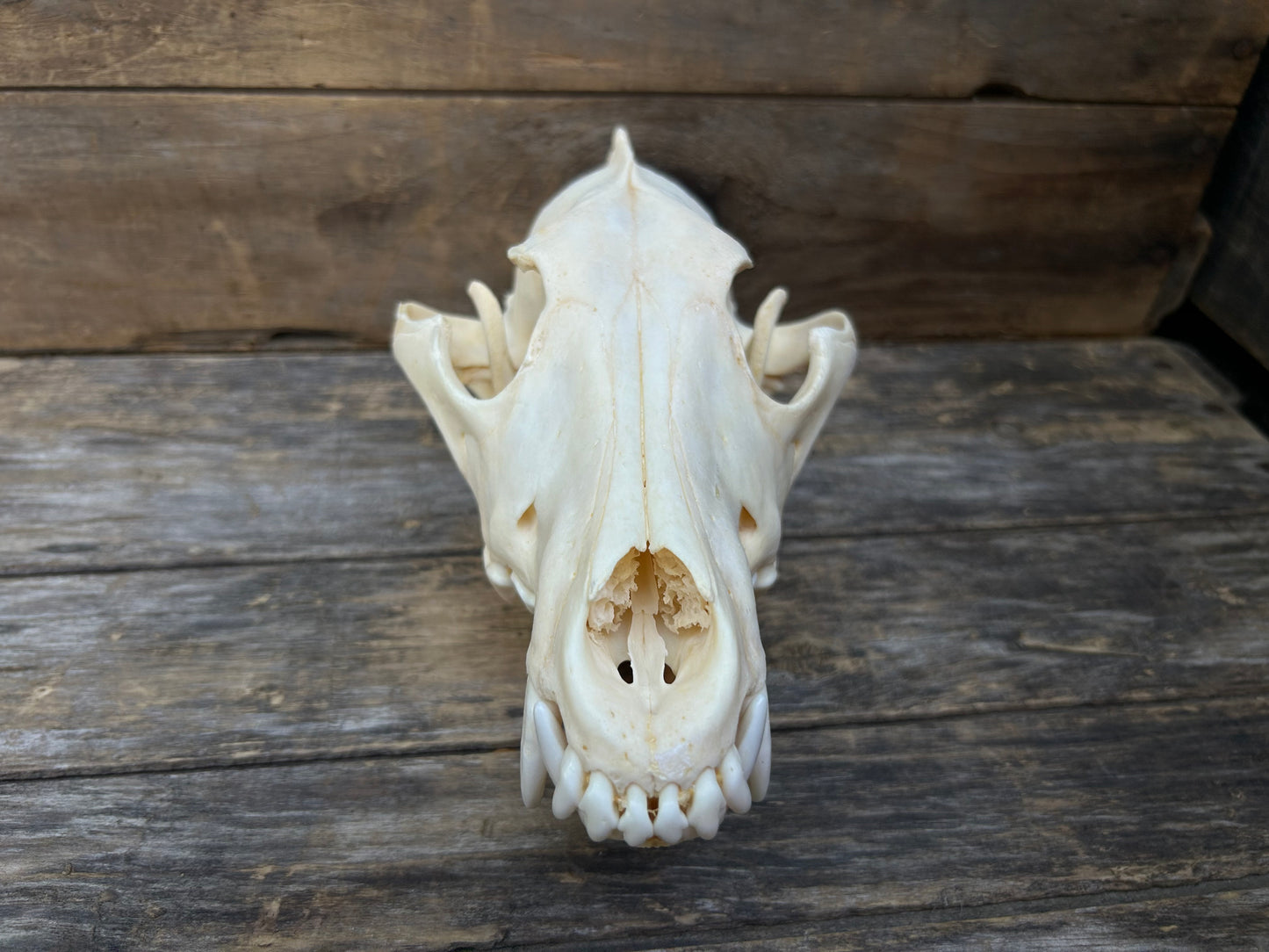 Wolf Skull