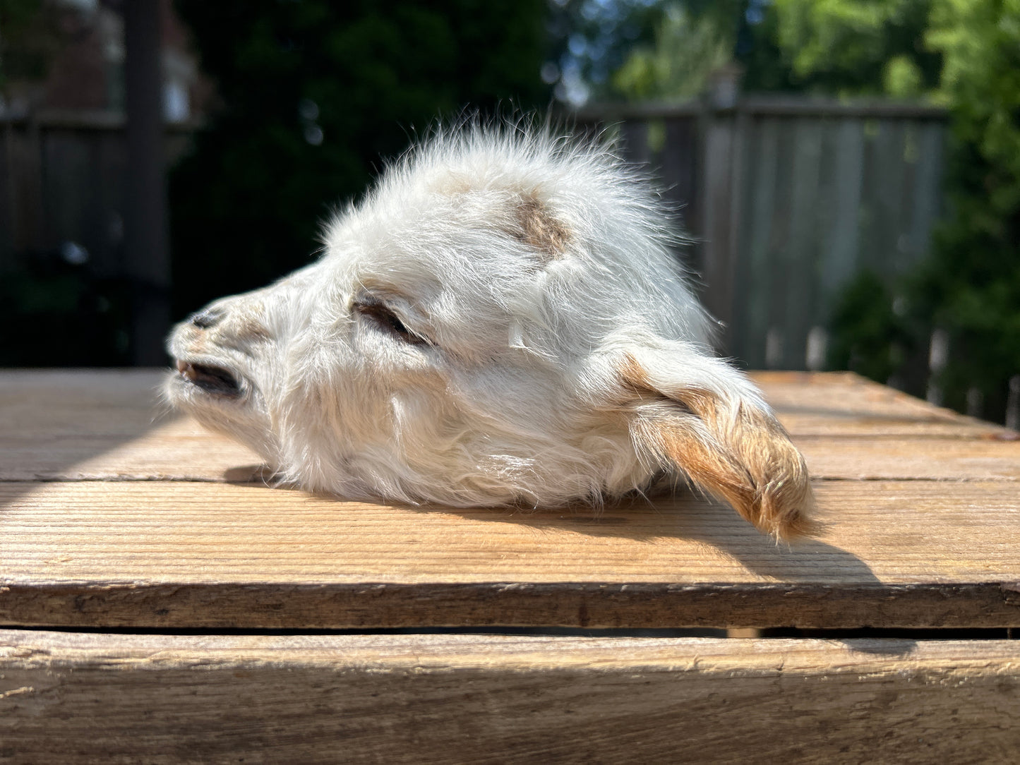 Mummified Goat Head - White (5)