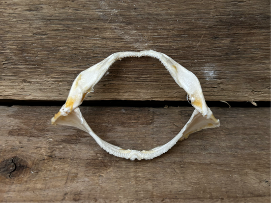 Catshark Jaw