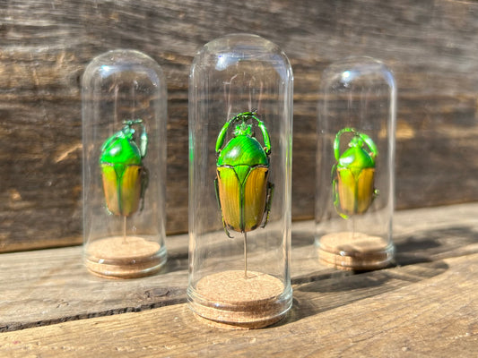 Beetle Display